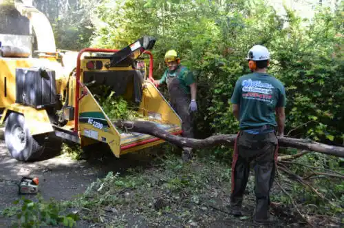 tree services Youngtown